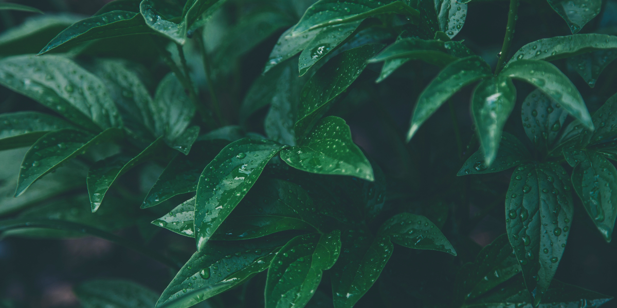 plants, leaves, rainforest