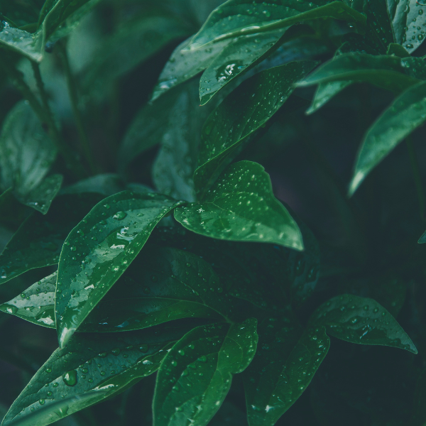plants, leaves, rainforest