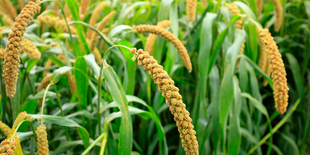 millet, millet field