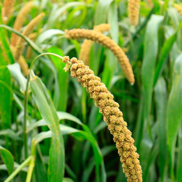 millet, millet field