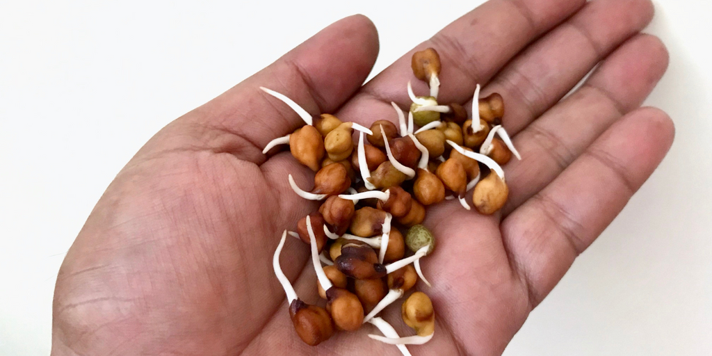 How to sprout chickpeas + why you NEED to do it (2024)