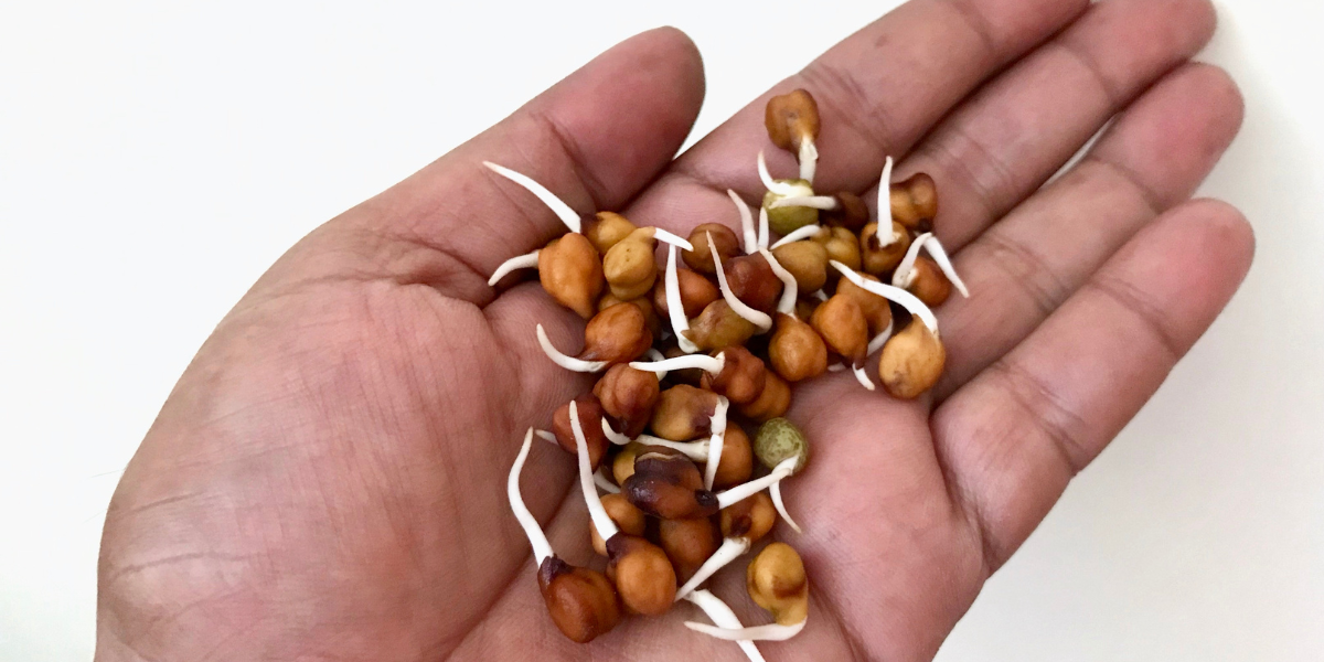How to sprout chickpeas + why you NEED to do it (2024) - Nourish You