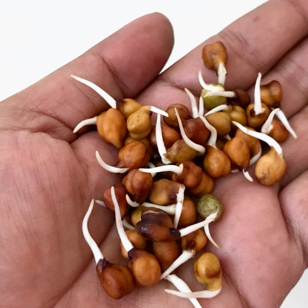 How to sprout chickpeas + why you NEED to do it (2024) - Nourish You