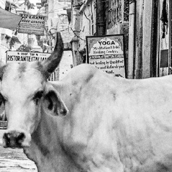 cow, indian cow, india