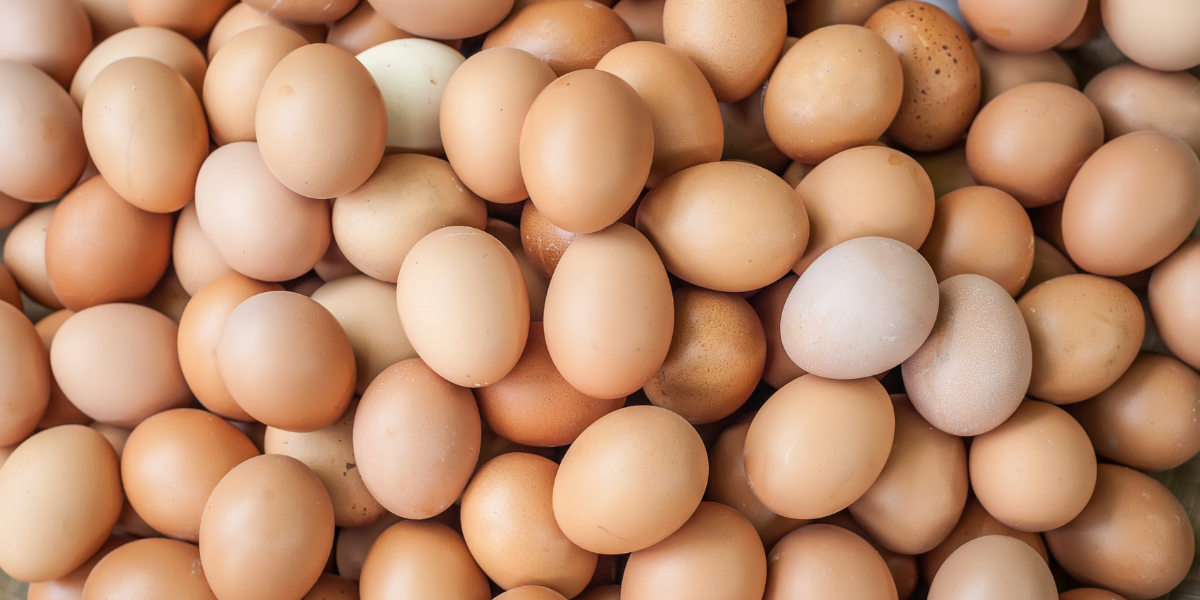 Are eggs veg or non-veg? - Nourish You